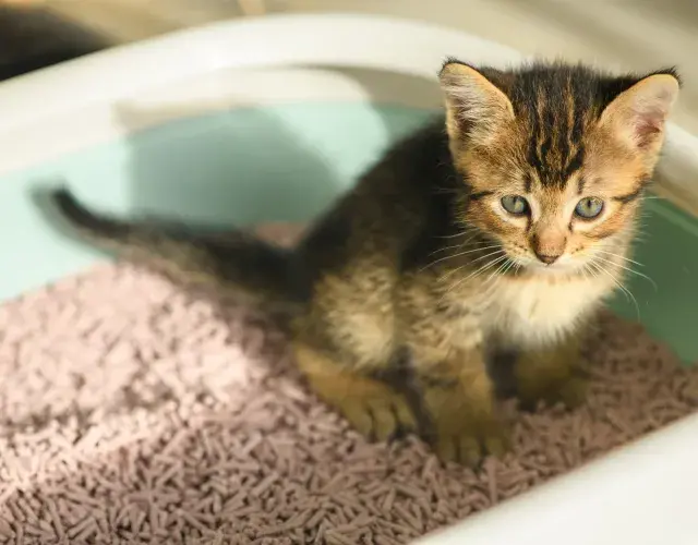 gatinho filhote na caixa de areia