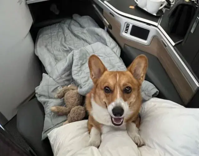 Corgi