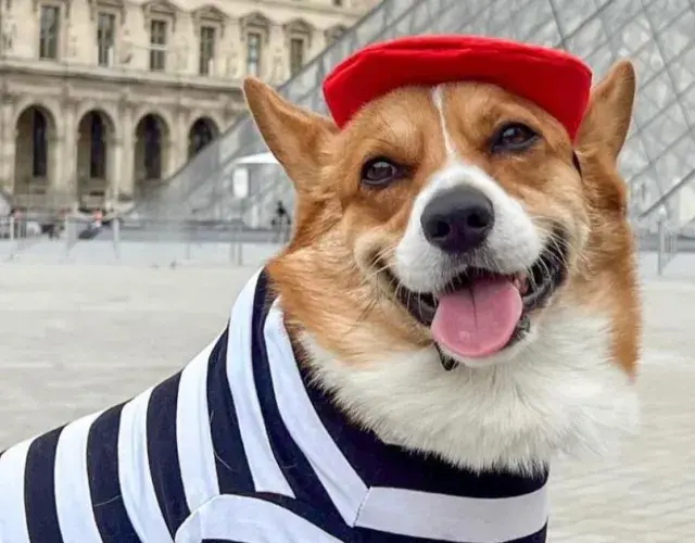 Corgi