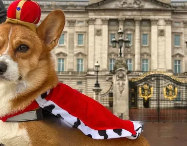 Corgi