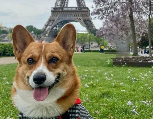 Corgi