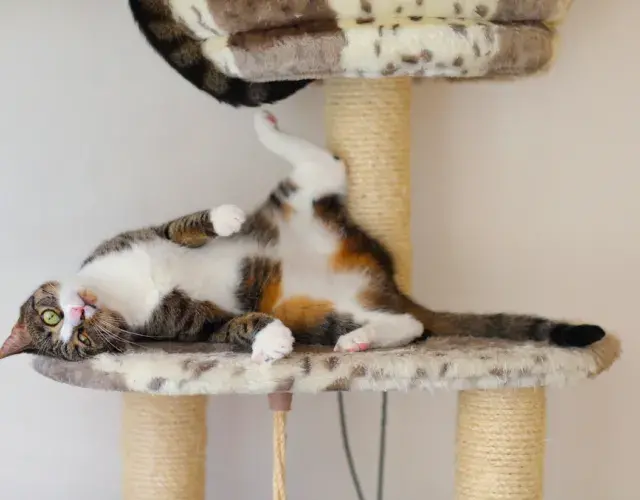 gatinho no arranhador