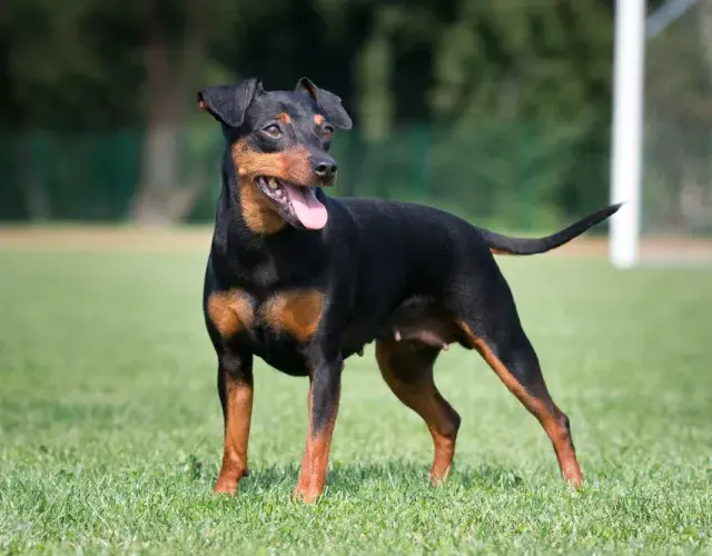 Pinscher 0, 1, 2 o miniatura