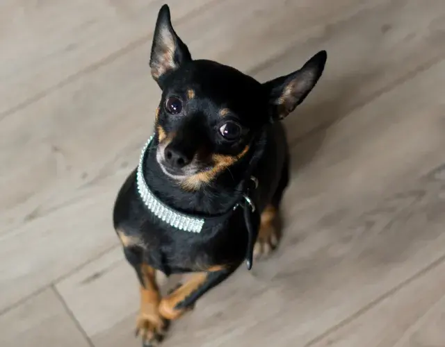 Pinscher 0, 1, 2 o miniatura