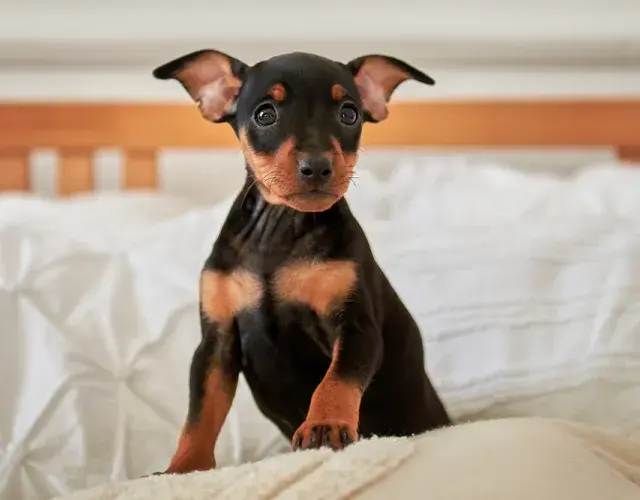 Pinscher 0, 1, 2 o miniatura