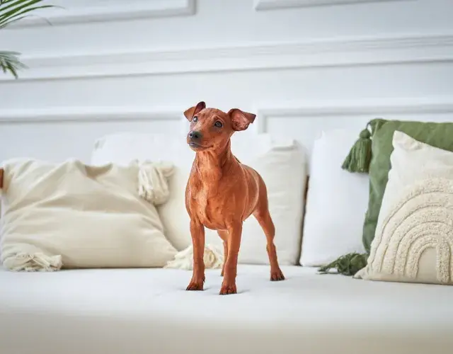 Pinscher 0, 1, 2 o miniatura
