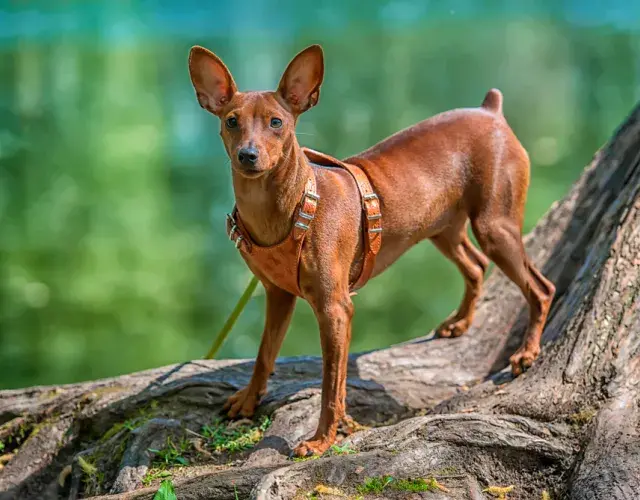 Pinscher 0, 1, 2 o miniatura