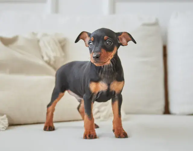 Pinscher 0, 1, 2 o miniatura