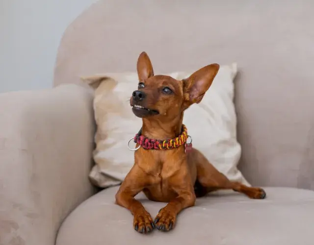 Pinscher 0, 1, 2 o miniatura