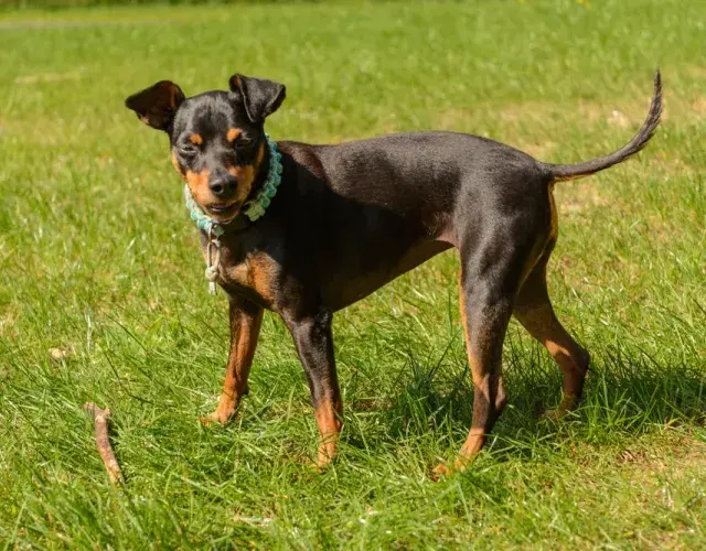 Pinscher 0, 1, 2 o miniatura