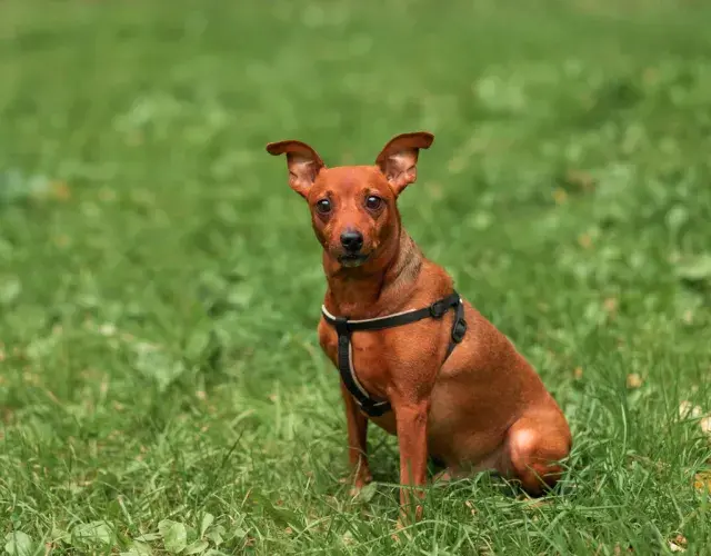 Pinscher 0, 1, 2 o miniatura