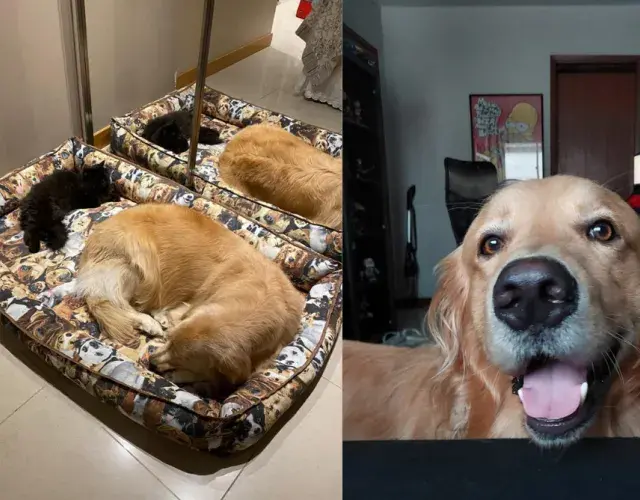 Golden Retriever