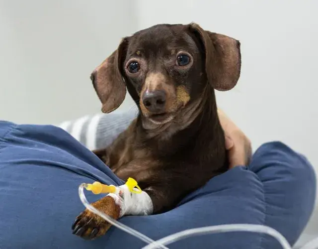 cachorro com acesso
