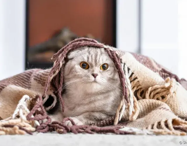 gato na coberta