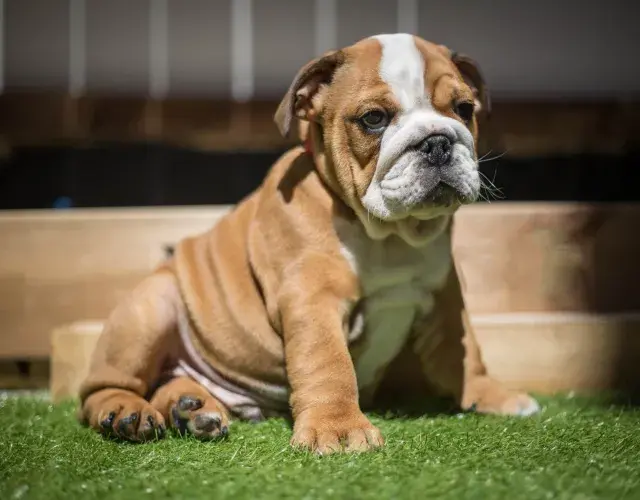 Bulldog Francês