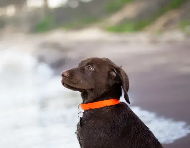 labrador maarrom