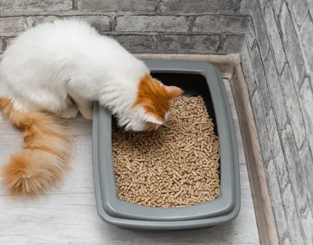 caixa de areia para gato