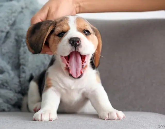 El cachorro de Beagle es muy extrovertido y se lleva bien con todo el mundo El cachorro de Beagle es muy extrovertido y se lleva bien con todo el mundo