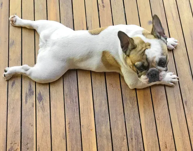 Bulldog Francés