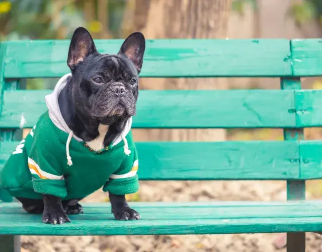 Bulldog Francés