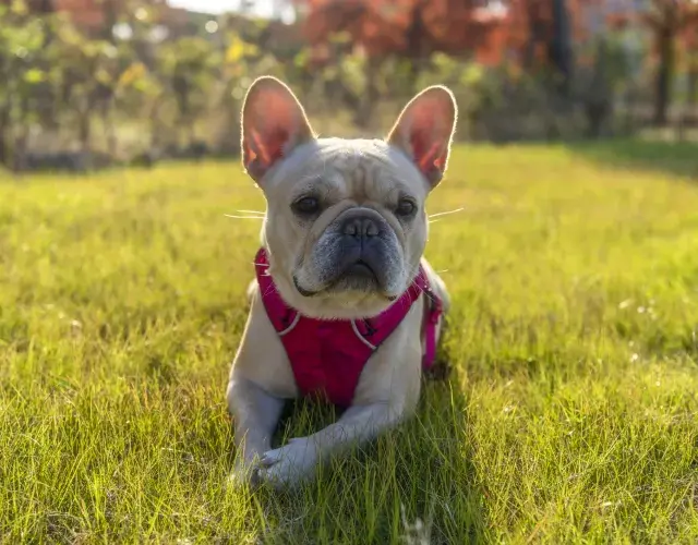 Bulldog Francés