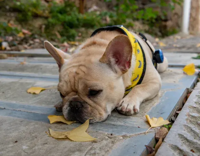 Bulldog Francés