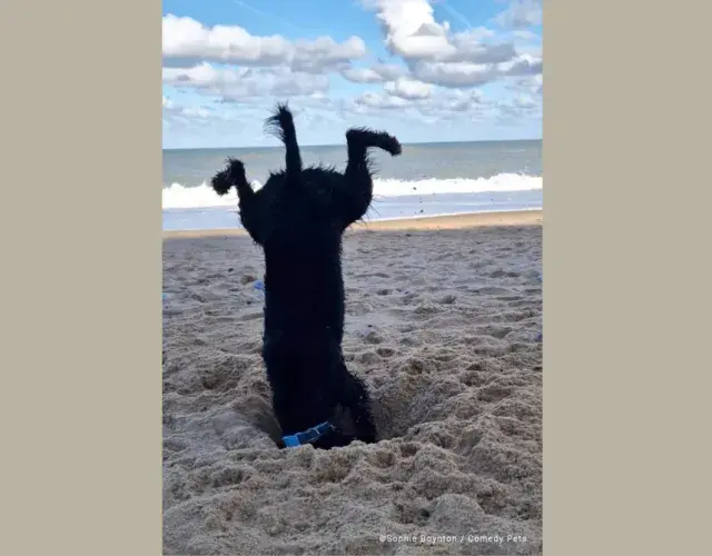 Foto de perro gracioso excavando arena en el Reino Unido recibió una mención honorable