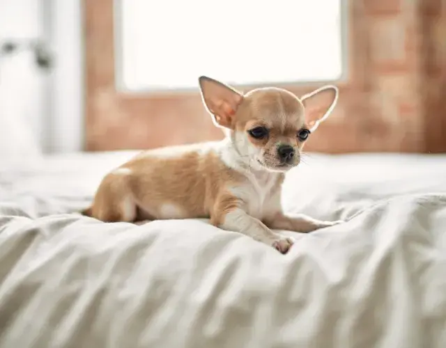 Chihuahua