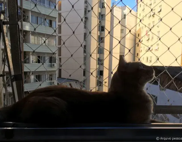 gato na tela de ptoteção 