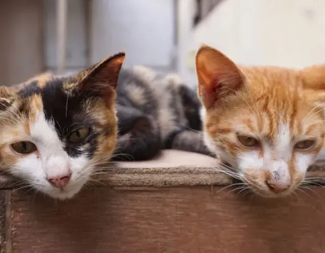 dois gatinhos 