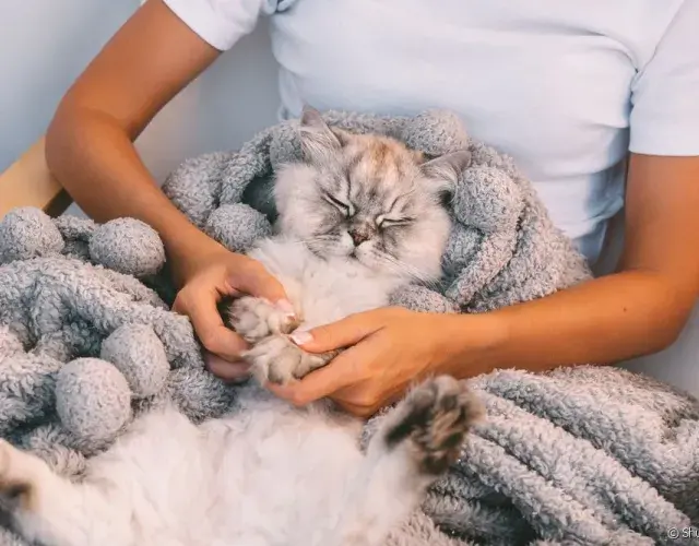 A la hora de dar remedio para gato, posiciona a la mascota entre tus piernas