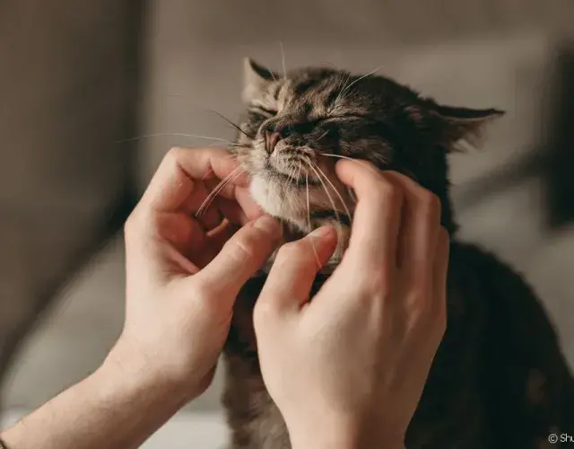 gatinho carinho