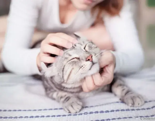 Para facilitar la hora de dar remedio para gato, la cabeza debe estar inclinada a 45º