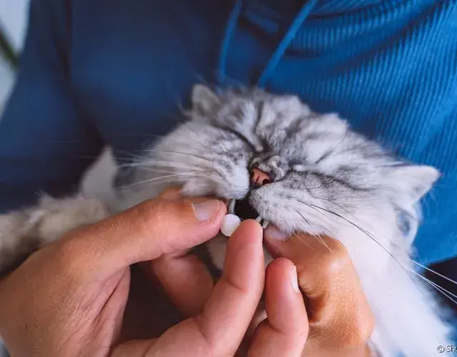 gato tomando remedio
