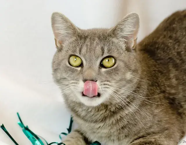 gatinho