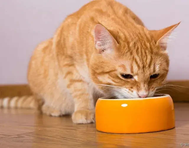gatinho comendo