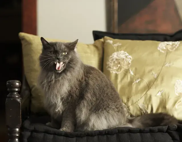 gato miando
