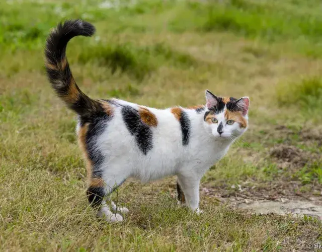gato movendo cauda