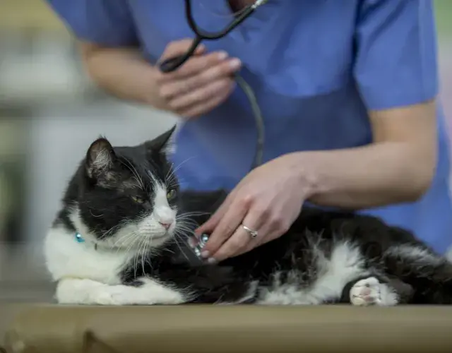 gatinho no veterinário