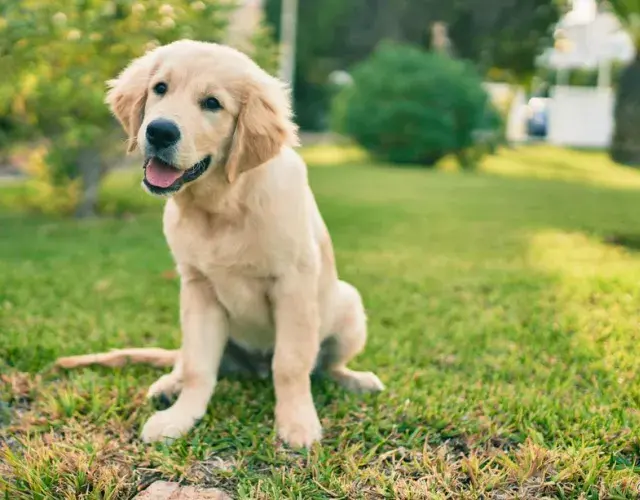 cachorro golden na grama