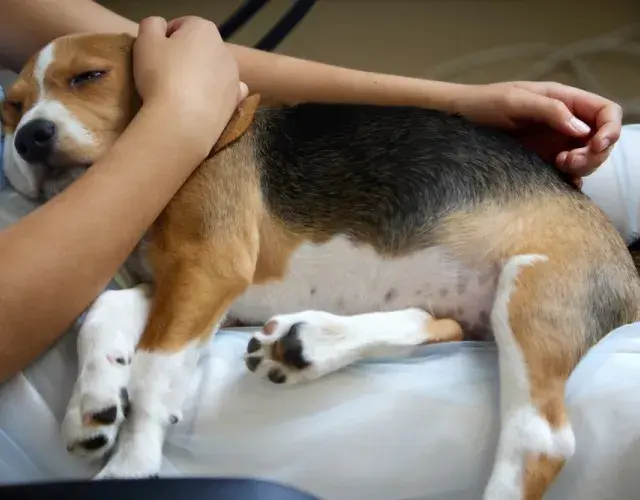Paracetamol para perro: el medicamento puede causar serias intoxicaciones Paracetamol para perro: el medicamento puede causar serias intoxicaciones