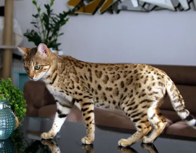gato bengala