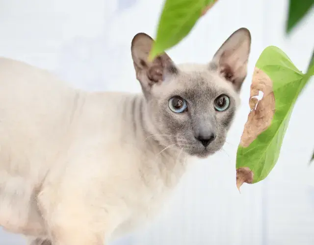 gato sem pelo