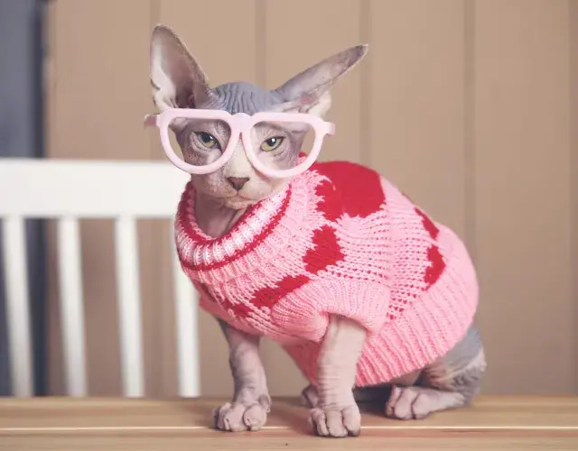 gato sphxyn
