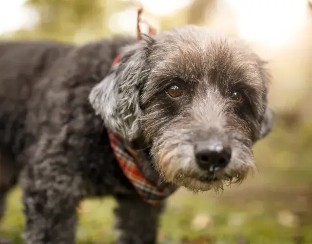 cão srd