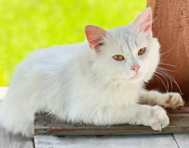 ¿Qué significa soñar con un gato?: la interpretación depende del comportamiento de la mascota ¿Qué significa soñar con un gato?: la interpretación depende del comportamiento de la mascota