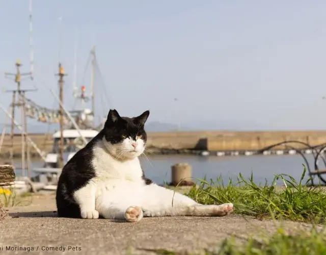 Gato gracioso sentado igual a un humano