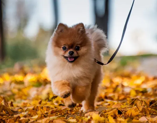 lulu da pomerânia