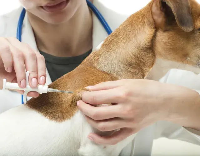vacinação cachorro