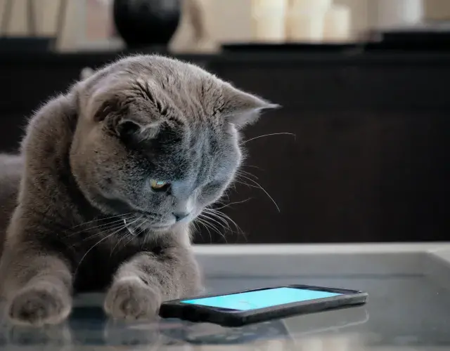 jogo para gato